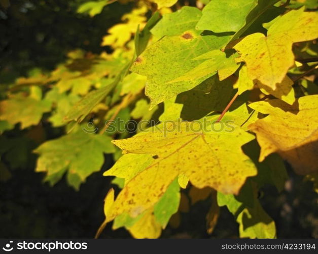 Green and yellow leaves on the autumn tree