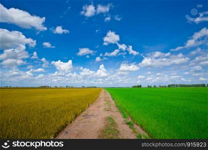 Green and Yellow Rice field way on the field background cloud cloudy