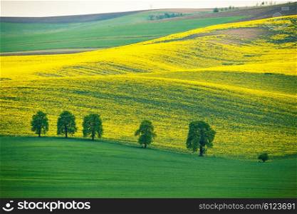 Green and yellow spring hills. Colza fields in Moravia