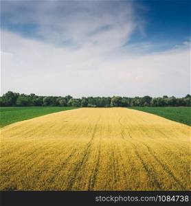 Green and yellow wheat field. Captured in Lombardy, Italy. Green and yellow wheat field with copy space