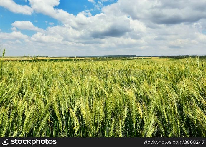 Green and yellow wheat field with blue sky and clouds.