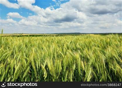 Green and yellow wheat field with blue sky and clouds.