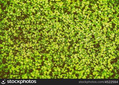 Green Angel Tear Plant Or Pollyanna Vine (Soleirolia Soleirolii Urticaceae) Texture