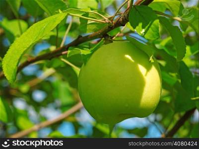 Green apple on a branch in a garden