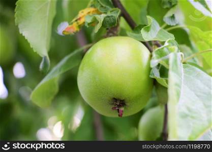 green apple on apple-tree branch in the garden. green apple on apple-tree branch in the garden.