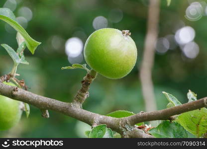 Green apple ripening on an apple tree in an orchard during summer