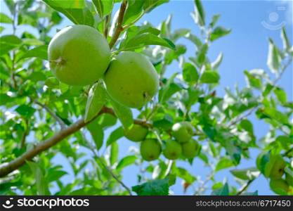 green apples on branch in apple orchard