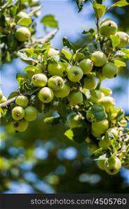 Green apples on the tree