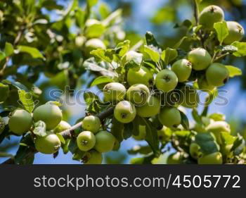 Green apples on the tree