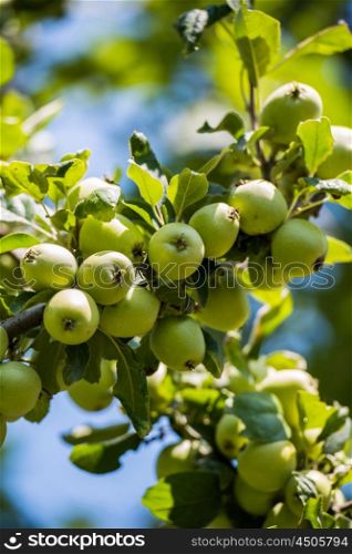 Green apples on the tree
