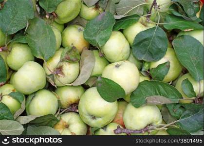 Green apples with leaves as background