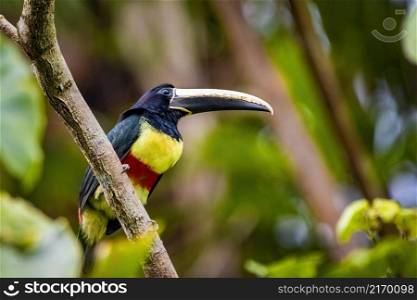 Green aracari wild toucan close up portrait in rainforest jungle. Green aracari toucan close up portrait in rainforest jungle