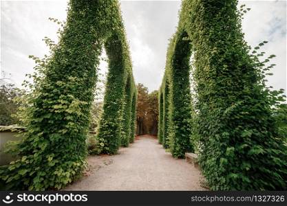 Green archway topiary of boxwood in sunny park close. selective focus.. Green archway topiary of boxwood in sunny park close. selective focus