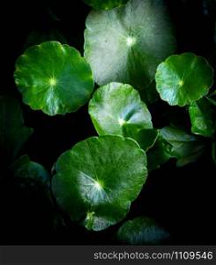Green asiatic leaves beautiful on dark background / Leaf herb Centella asiatica Urban or Asiatic Pennywort