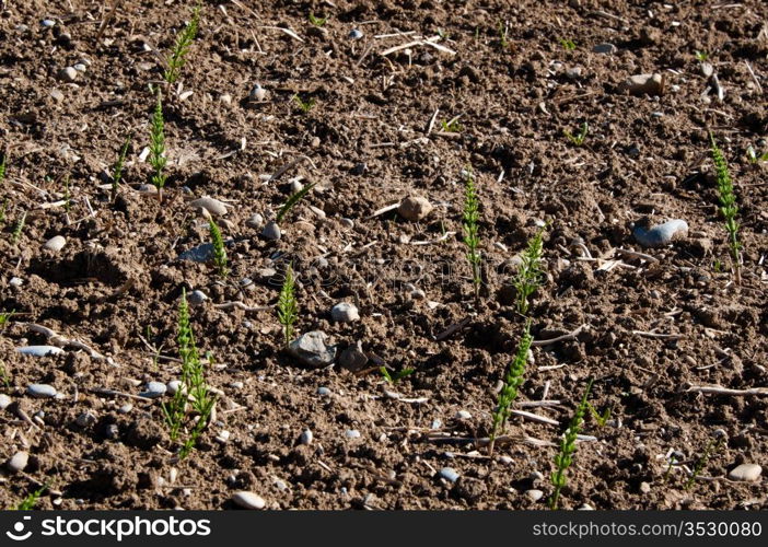 Green Asparagus Spears Growing Through The Soil Top View