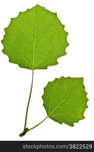 Green aspen leaf isolated on white