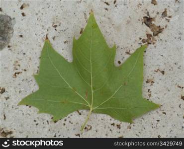 green autumn leaf on the ground