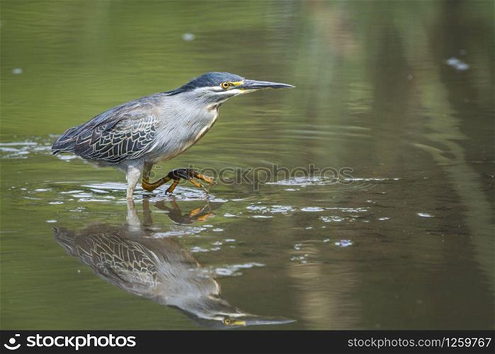 Green backed heron wadding with reflection in Kruger National park, South Africa ; Specie Butorides striata family of Ardeidae . Green backed heron in Kruger National park, South Africa