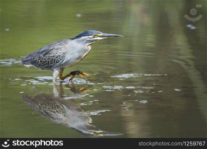Green backed heron wadding with reflection in Kruger National park, South Africa ; Specie Butorides striata family of Ardeidae . Green backed heron in Kruger National park, South Africa