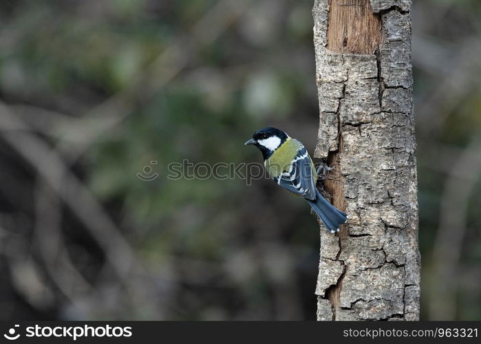 Green backed tit, Parus monticolus, Sattal, Nainital, Uttarakhand, India