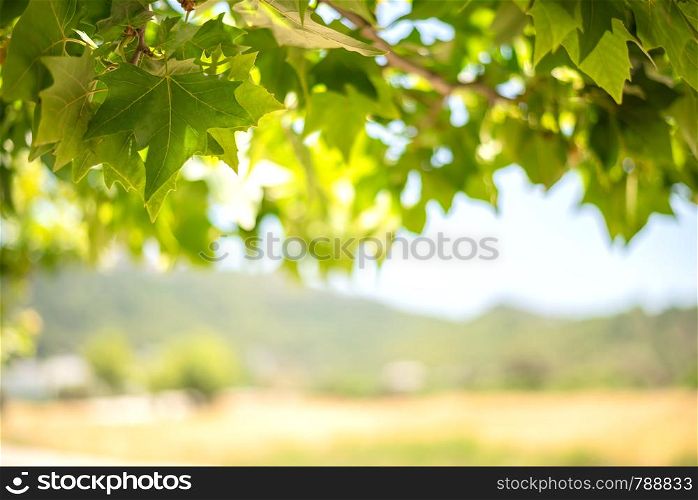 Green background from leaves and maple tree fruits in the sunny day. Green background from leaves and maple tree fruits in the sunny summer day