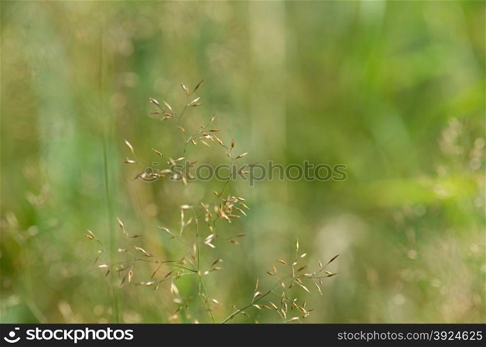 Green background of a grass panicle, plant detail