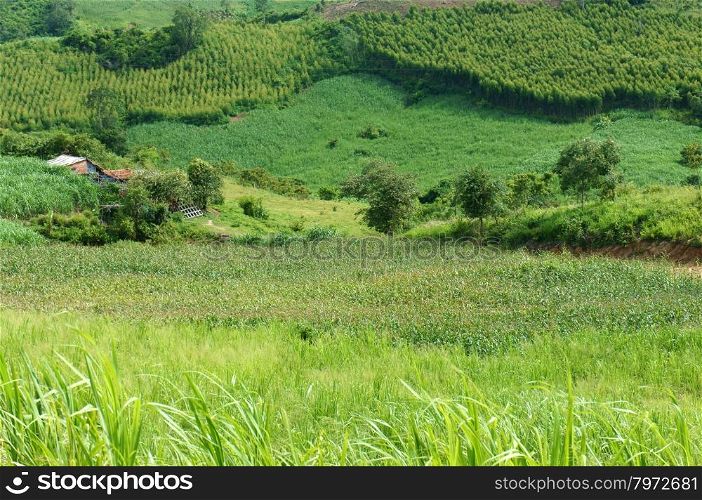 Green background of agriculture plant, maize plant, sugar cane, gum tree, fresh air of Vietnamese countryside, vast field, flora area for Gia Lai, Vietnam