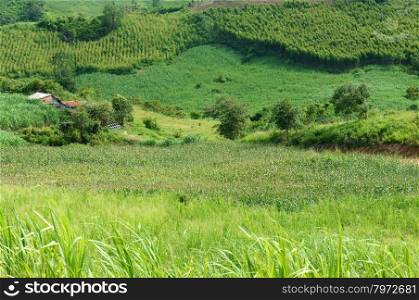 Green background of agriculture plant, maize plant, sugar cane, gum tree, fresh air of Vietnamese countryside, vast field, flora area for Gia Lai, Vietnam