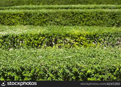 Green background of garden shrubs.