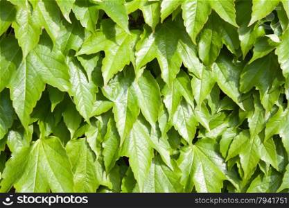 green background of grapes foliage