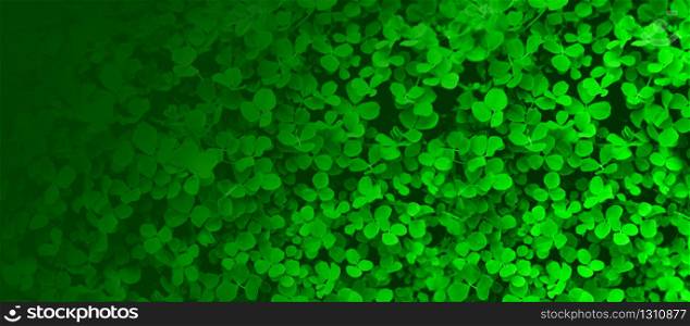 Green background with three-leaved shamrocks. St. Patrick&rsquo;s day holiday symbol.
