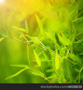 Green bamboo background, abstract floral backdrop, fresh leaves in spring garden, springtime seasonal nature