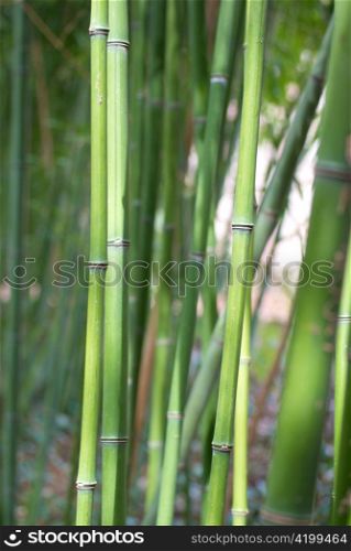 Green bamboo can be used for natural background