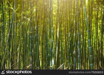 green bamboo forest grows in china