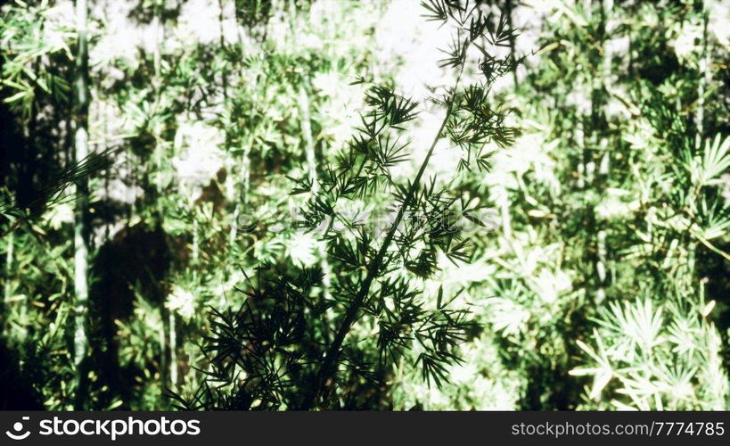 green bamboo forest in fog