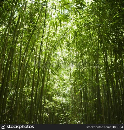 Green bamboo forest in Maui, Hawaii.