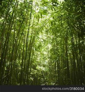 Green bamboo forest in Maui, Hawaii.