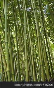 Green bamboo forest in Maui, Hawaii, USA.