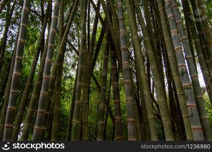 Green Bamboo forest in Nusa tenggara