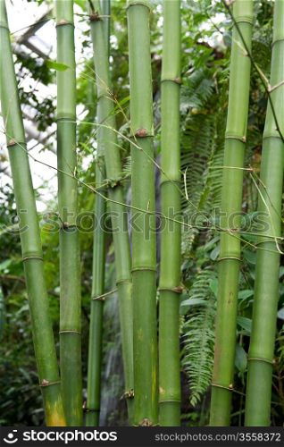 Green bamboo grows in tropical garden