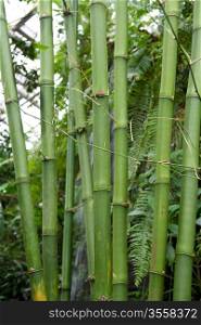 Green bamboo grows in tropical garden