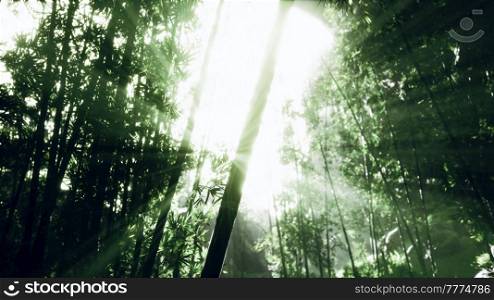 Green bamboo in the fog with stems and leaves