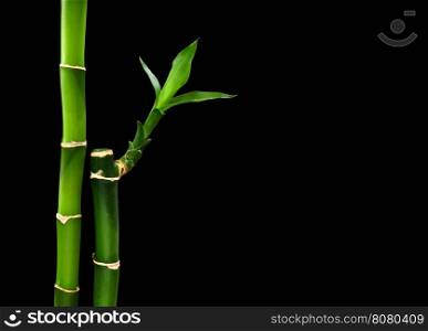 green bamboo isolated on a black background