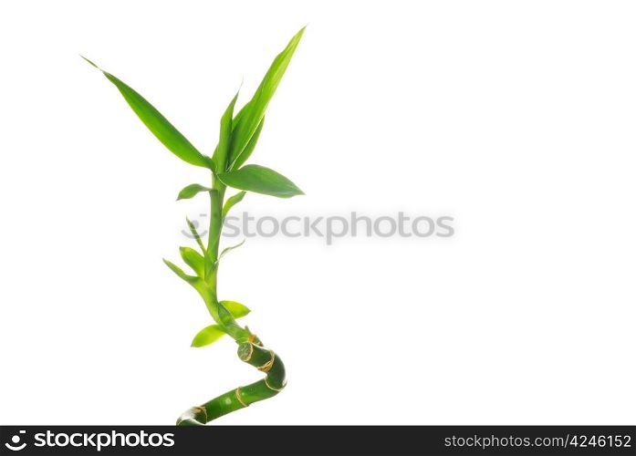 green bamboo isolated on a white background