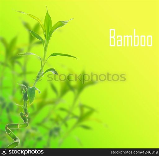 green bamboo isolated on green