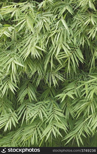 Green bamboo leaf background