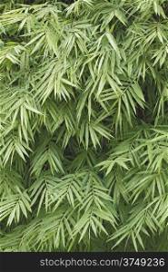 Green bamboo leaf background