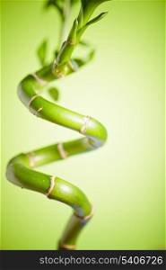 Green bamboo over background, spa concept