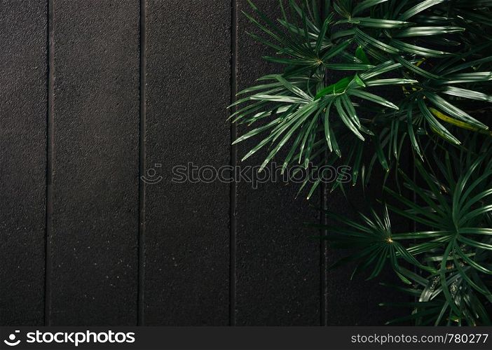Green Bamboo palm leaves with black concrete wall dark low key tone image - Modern decoration with palnt concept