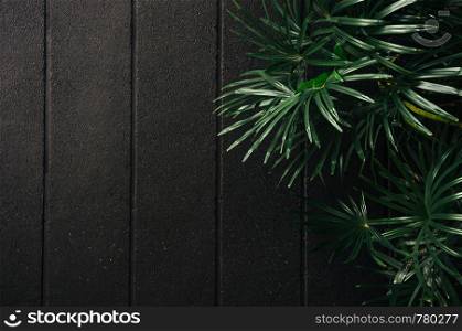Green Bamboo palm leaves with black concrete wall dark low key tone image - Modern decoration with palnt concept